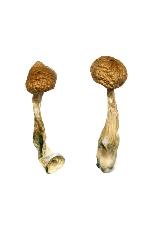 African Transkei Magic Mushrooms