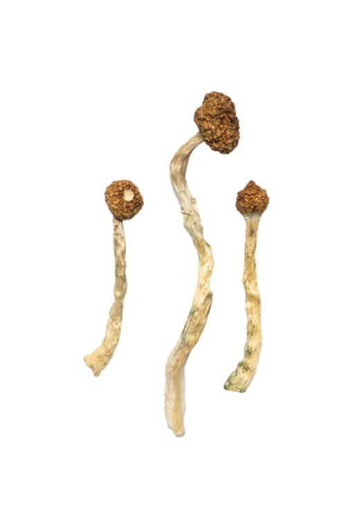 Arenal Volcano Magic Mushrooms