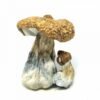 Costa Rican Magic Mushrooms