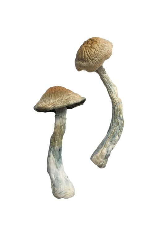 Buy HillBilly Magic Mushrooms