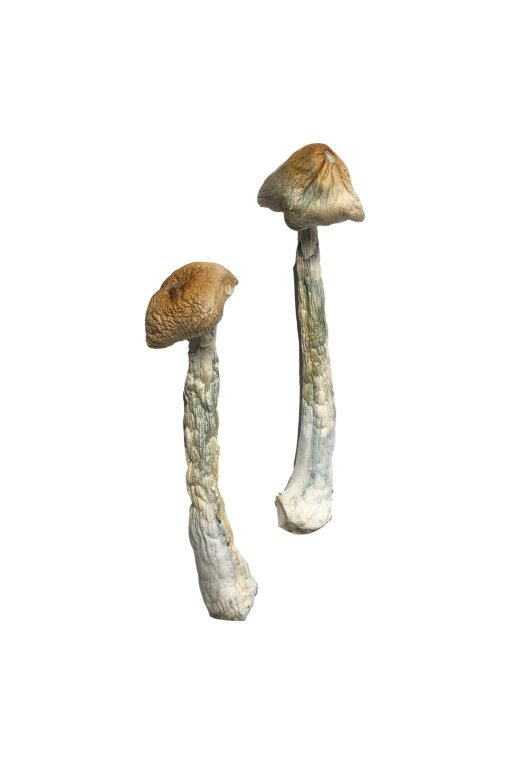 Buy HillBilly Magic Mushrooms