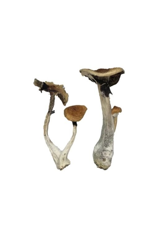 Buy Koh Samui Magic Mushrooms