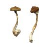 Buy Koh Samui Super Strain Magic Mushrooms