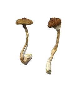 Buy Koh Samui Super Strain Magic Mushrooms