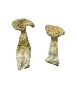 Buy Leucistic Burma Magic Mushrooms