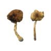 Buy Lizard King Magic Mushrooms