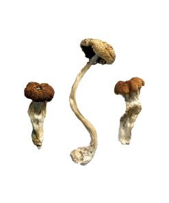 Buy Malaysian Magic Mushrooms