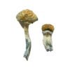 Buy Mazatapec Magic Mushrooms