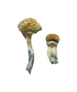 Buy Mazatapec Magic Mushrooms