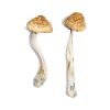 Buy McKennaii Magic Mushrooms