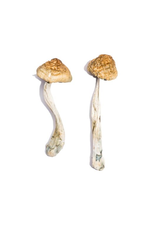 Buy McKennaii Magic Mushrooms