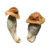 Buy Melmac (Homestead Penis Envy) Magic Mushrooms