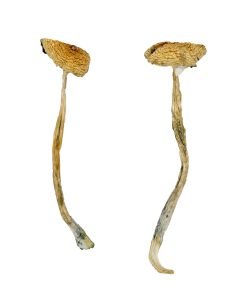 Buy Nepal Chitwan Magic Mushrooms