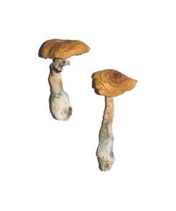 Buy Penis Envy 6 (PE6) Magic Mushrooms