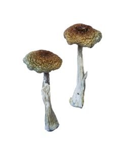 Buy Psilocybe Aztecorum Magic Mushrooms