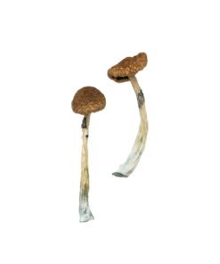 Buy Puerto Rican Magic Mushrooms