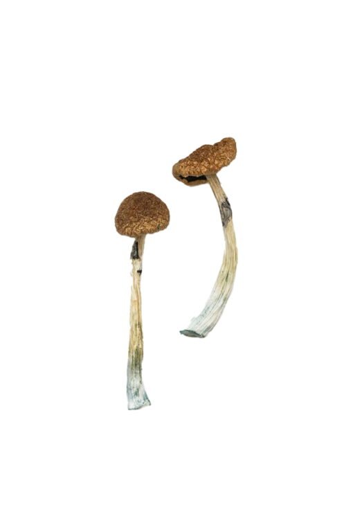 Buy Puerto Rican Magic Mushrooms