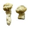 Buy Shakti (Albino Malabar) Magic Mushrooms