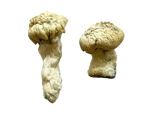 Buy Shakti (Albino Malabar) Magic Mushrooms