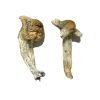 Buy Shepherds Cut Penis Envy Magic Mushrooms