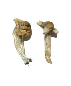 Buy Shepherds Cut Penis Envy Magic Mushrooms