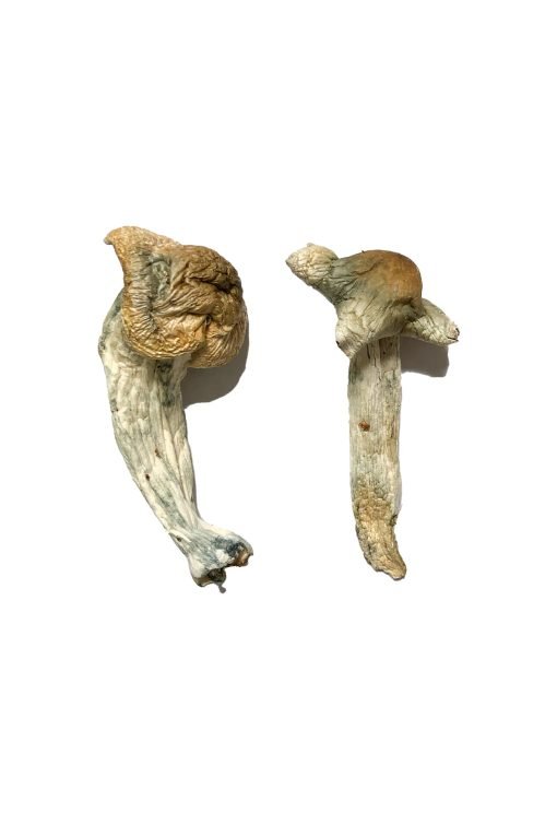 Buy Shepherds Cut Penis Envy Magic Mushrooms