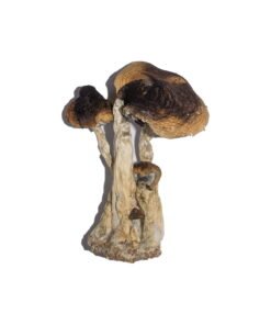 Buy South American Magic Mushrooms