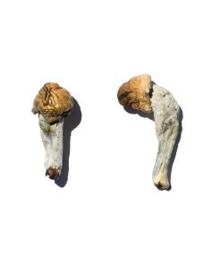 Buy Trans Envy Magic Mushrooms