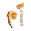 Buy Transkei Magic Mushrooms