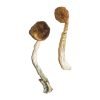 Buy Treasure Coast Magic Mushrooms