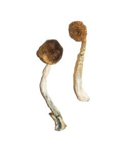 Buy Treasure Coast Magic Mushrooms