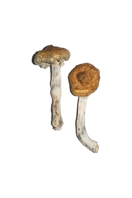 Buy Vietnamese Magic Mushrooms