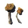 Buy Wollongong Magic Mushrooms