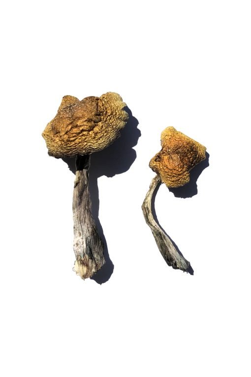 Buy Wollongong Magic Mushrooms