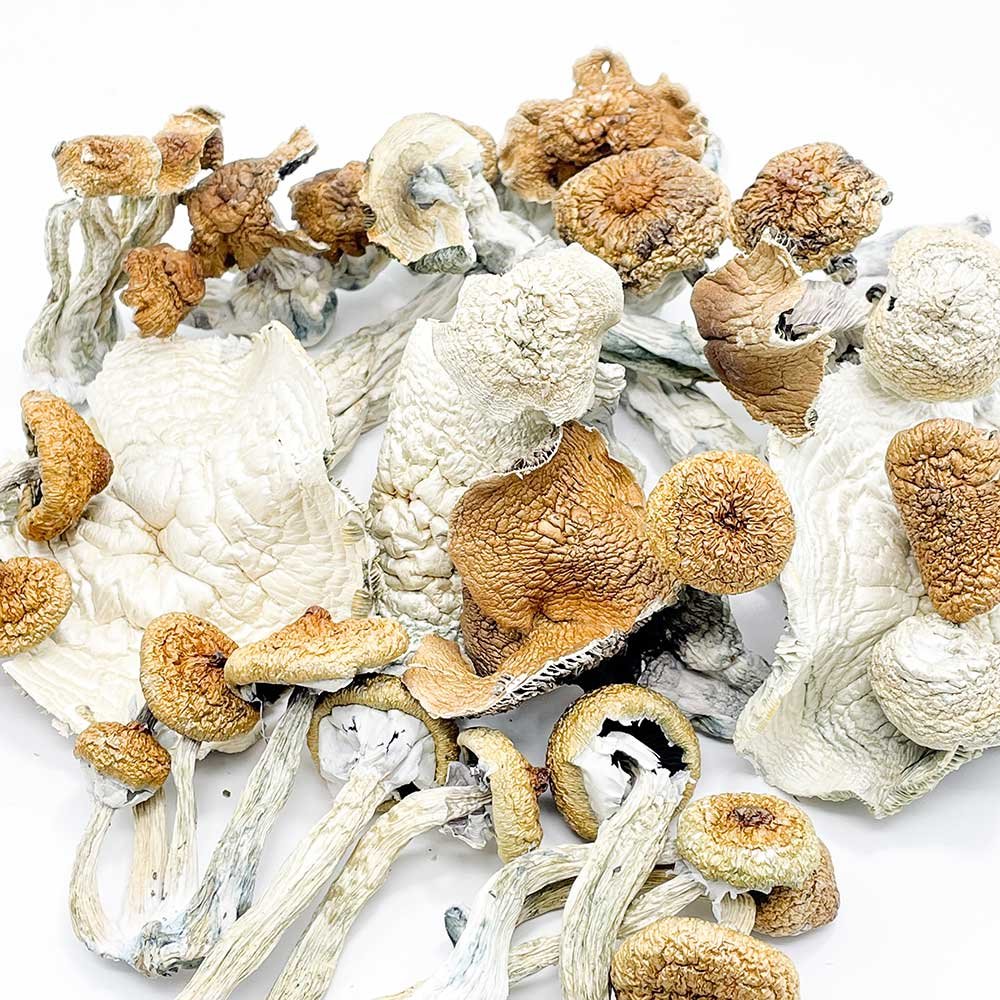 Buy Dried Magic Mushrooms Online