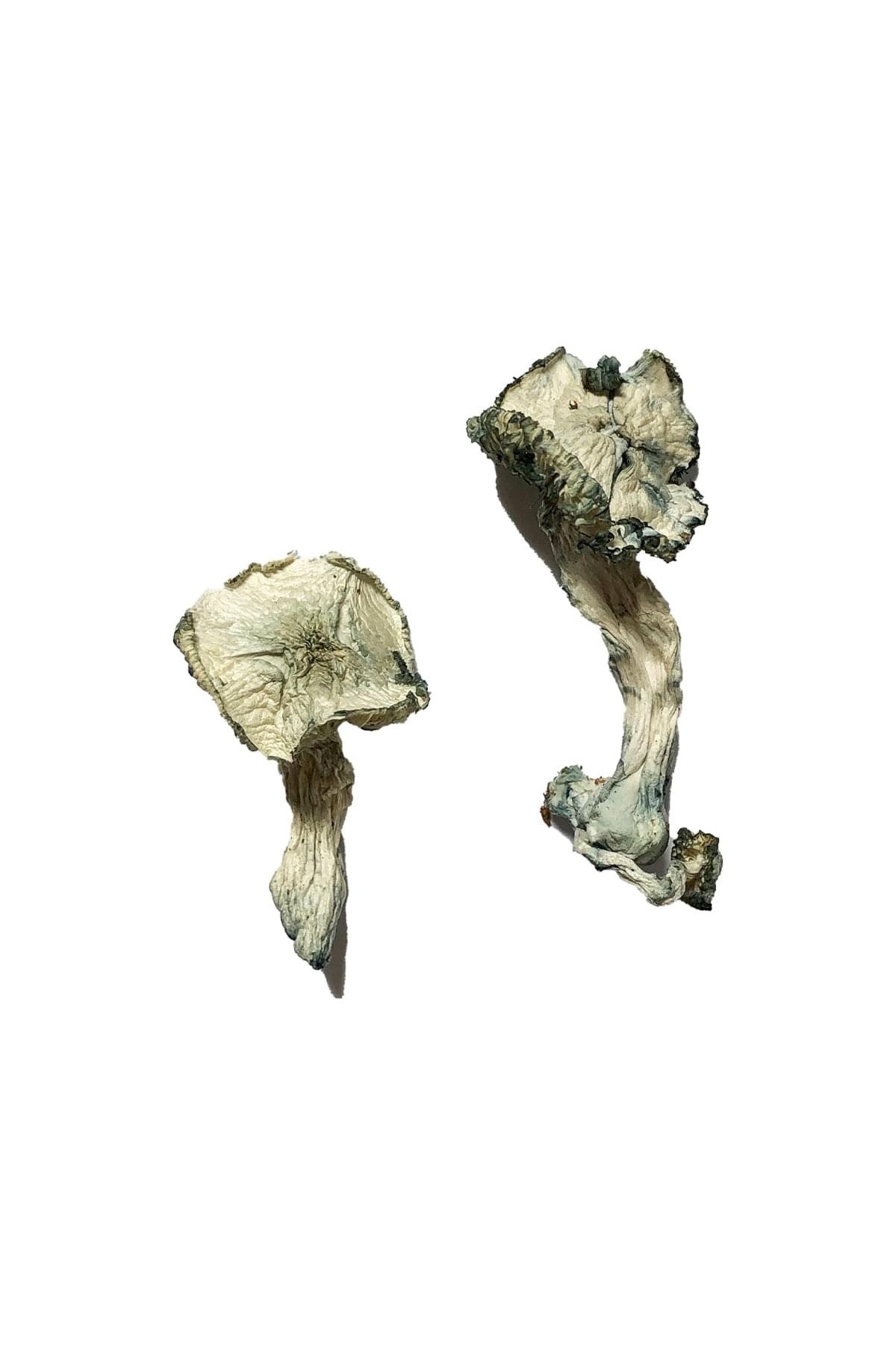 Albino-Cambodians-Magic-Mushrooms.jpg