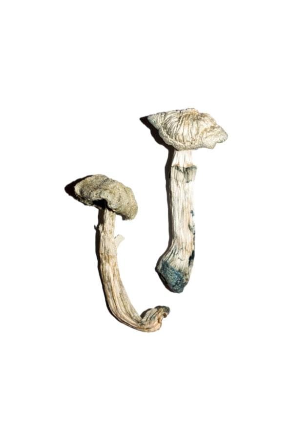Averys-Albino-Shrooms-600x900-1.jpg