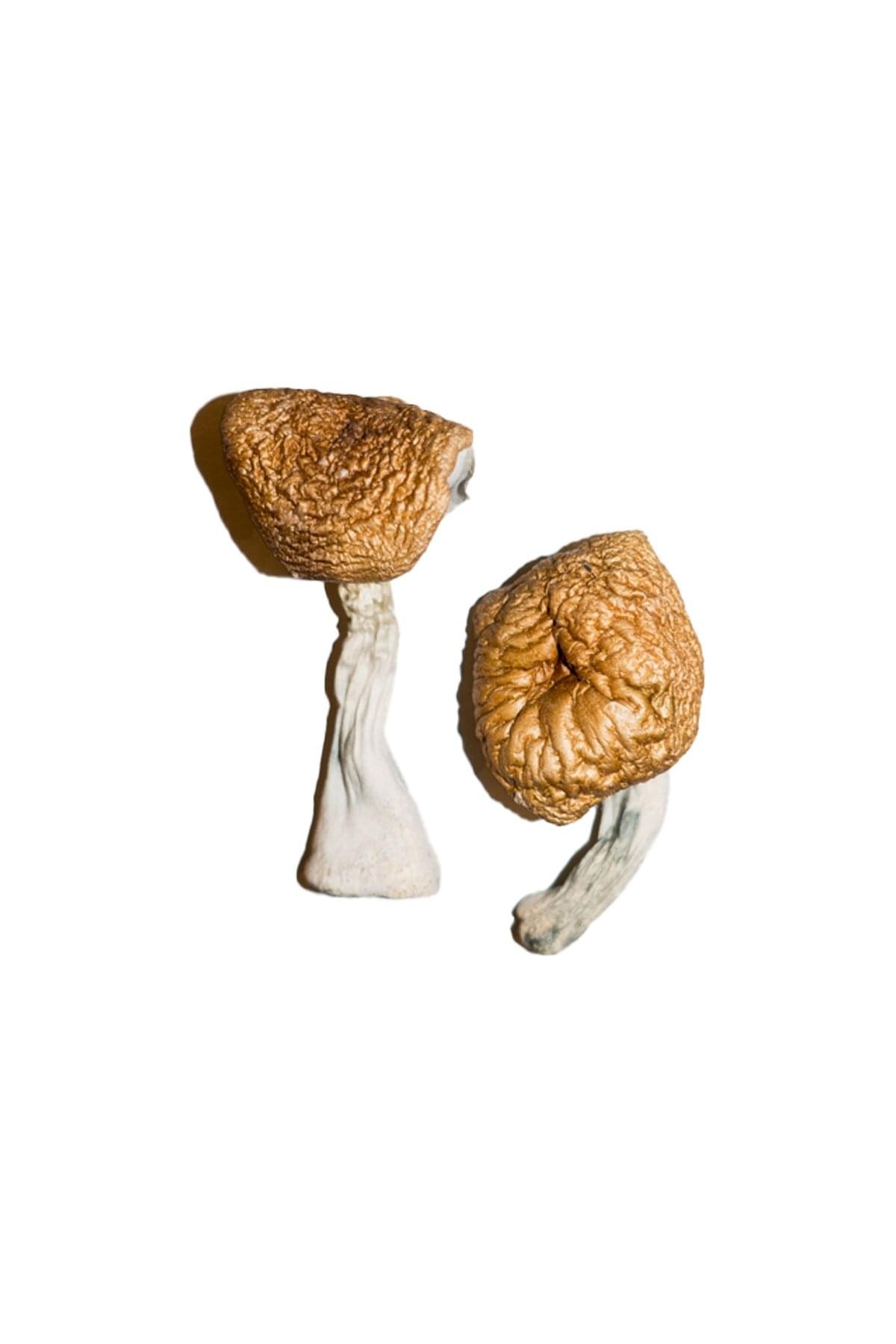 Burmese-Magic-Mushrooms.jpg