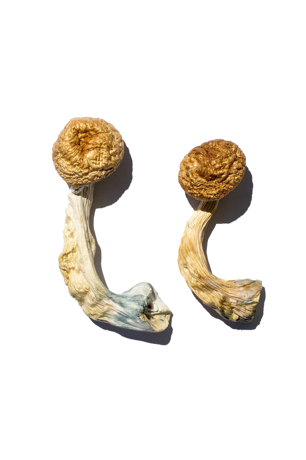 Cambodian-Gold-Shrooms.jpg