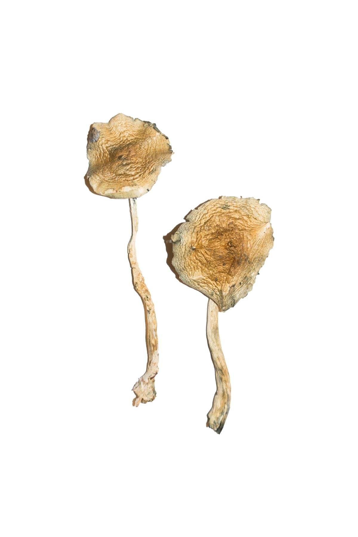 Cuban-Magic-Mushrooms.jpg