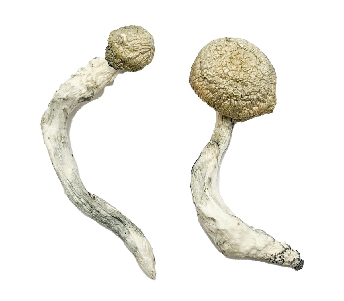 Thrasher-Magic-Mushrooms-Strain.jpg