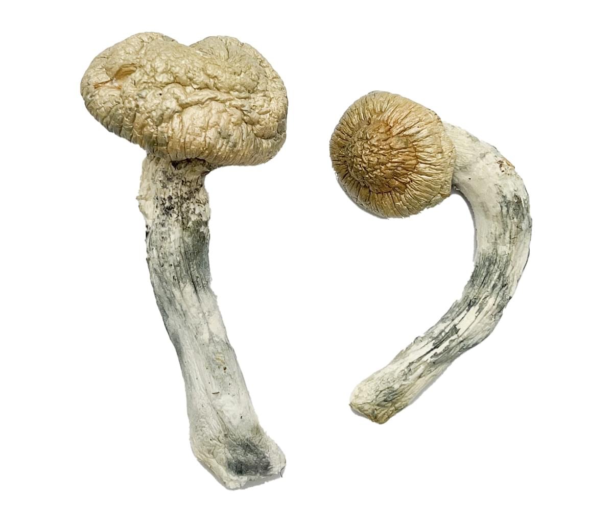 Thrasher-Magic-Shrooms-Strain.jpg